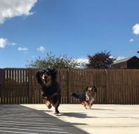 Dogs chasing