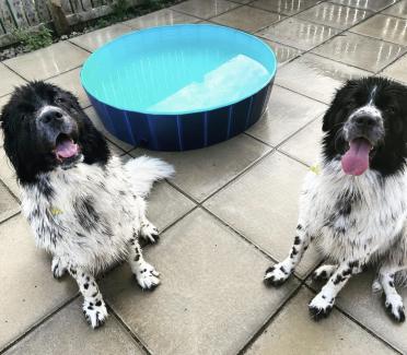 Spaniels x 2